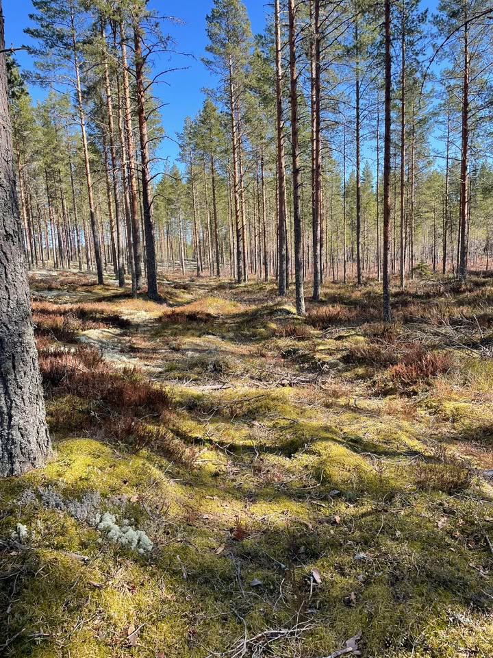 Kauhajoen Karhu Suunnistus