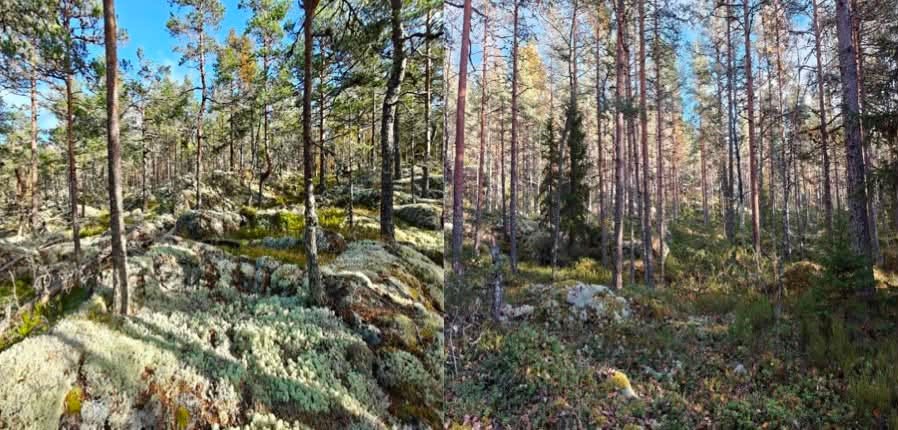 Kauhajoen Karhu Suunnistus
