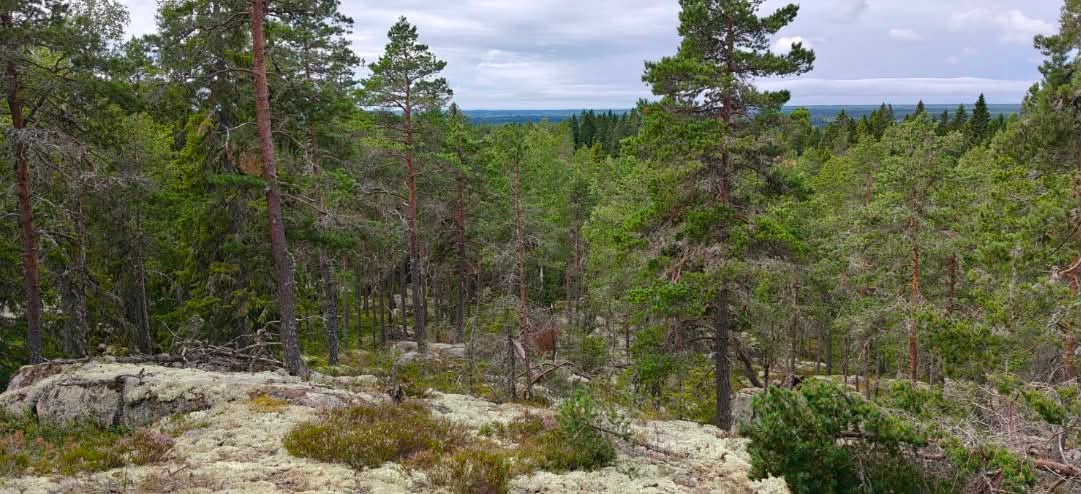 Kauhajoen Karhu Suunnistus